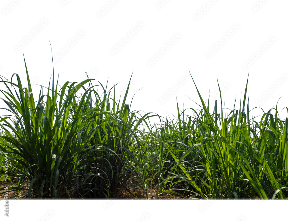 Obraz premium Sugar cane isolated on white background and cliping path