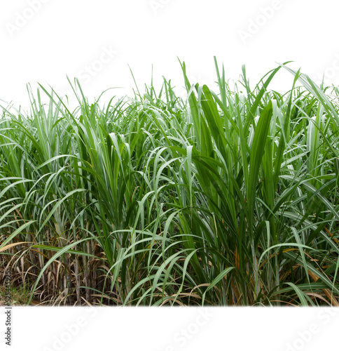 Sugar cane isolated on white background and cliping path