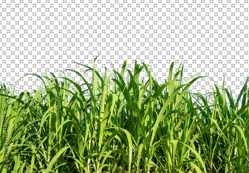 sugar cane on transparent picture background with clipping path