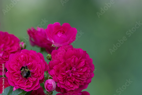 Multiple double pink flowering Chinese peonies in a garden with a green background. The fragrant rose style flower is growing and reaching out towards sunshine with dark green leaves. 