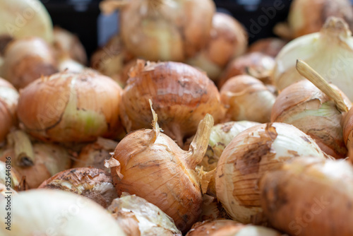 A large bunch of unpeeled raw yellow onions. The bulb vegetable is an organically grown produce. The Spanish onion or food item has a thin papery skin of a golden color. They are a ripe healthy crop.