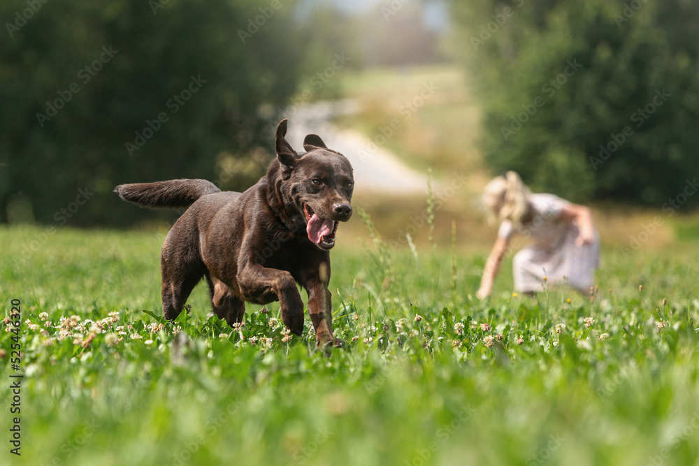 Rural summer scene: A chocolate brown labrador retriever dog running across a wildflower meadow outdoors. A girl is seen blurred in the background