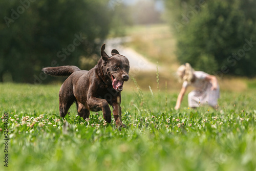 Fototapeta Naklejka Na Ścianę i Meble -  Rural summer scene: A chocolate brown labrador retriever dog running across a wildflower meadow outdoors. A girl is seen blurred in the background