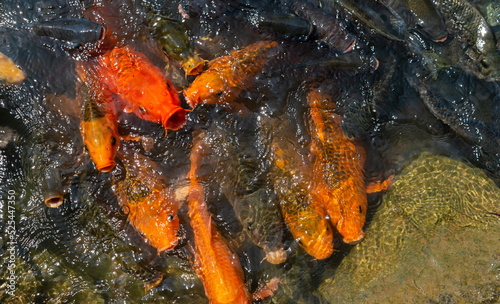 Fototapeta Naklejka Na Ścianę i Meble -  Many carp fish crowded of carp fish in pond background.