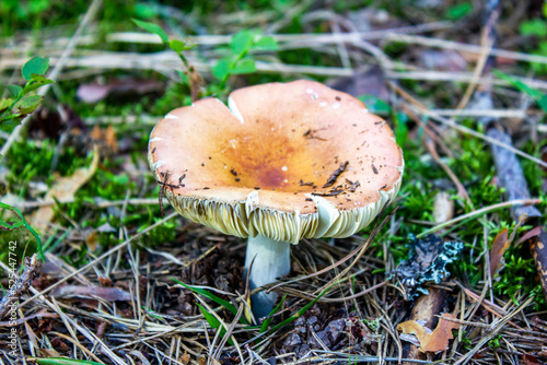 Bilde på lerret Inedible mushroom in the forest
