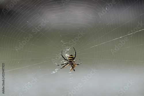 Argiope spider with a cobweb