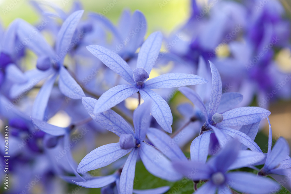 華やかに咲く 華やかに咲く
