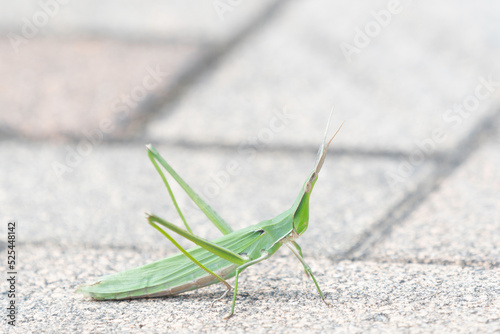 Oriental longheaded locust on the ground