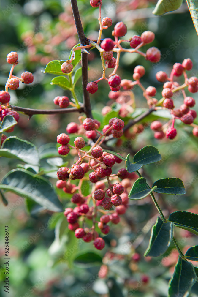Obraz premium Red Sichuan pepper berries close up on the tree outdoor.Sichuan pepper is a spice in Chinese cuisine