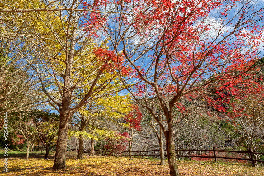 岩屋公園の秋の風景
