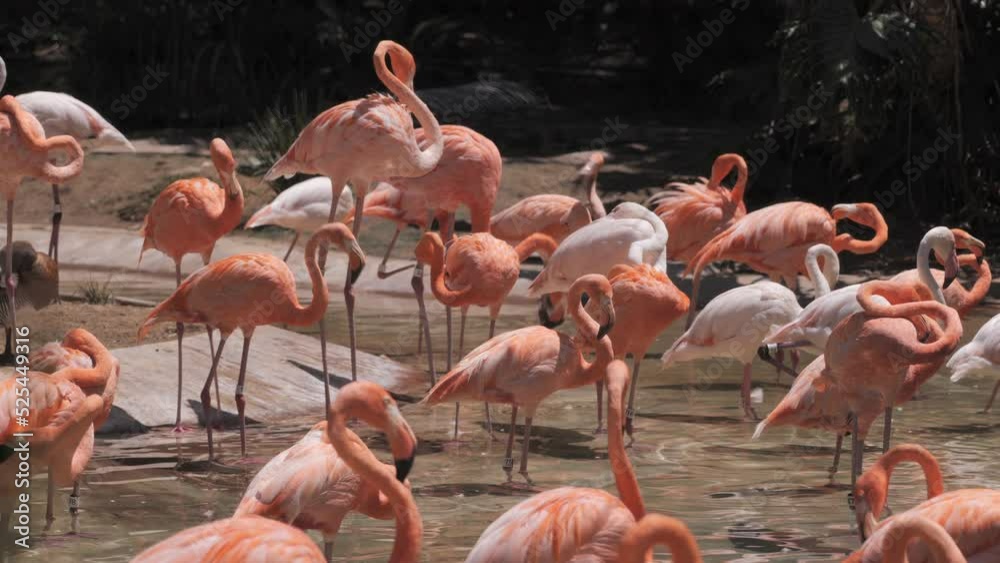 Flamingos (Phoenicopterus) - beautiful long-legged birds live in large colonies in the waters of Africa, Eurasia and America. Popular zoo animal.