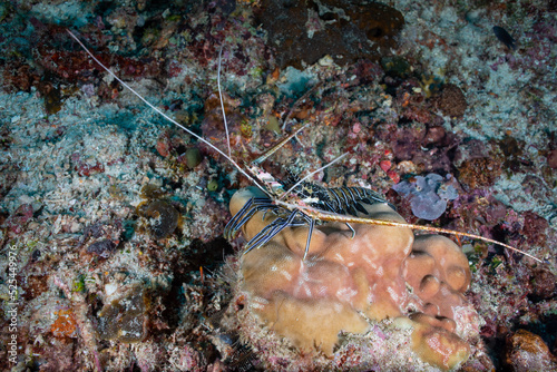 Fototapeta Naklejka Na Ścianę i Meble -  A tropical lobster sitting on the coral reef