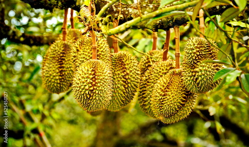 Durians grow in the garden.