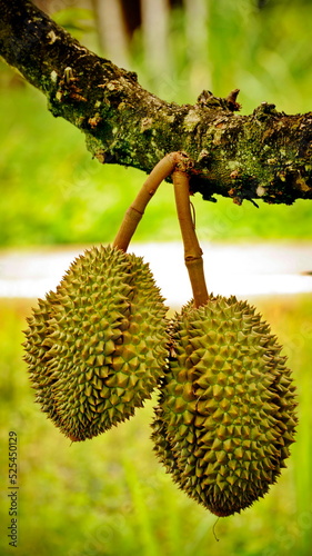 Durians grow in the garden.