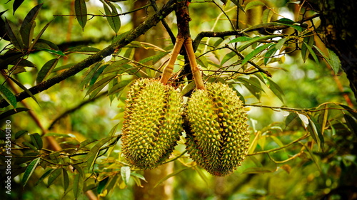 Durians grow on a tree.