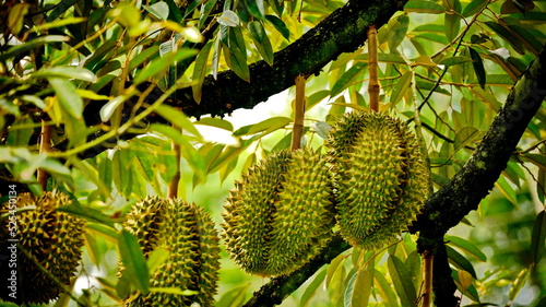 Durians grow on a tree.