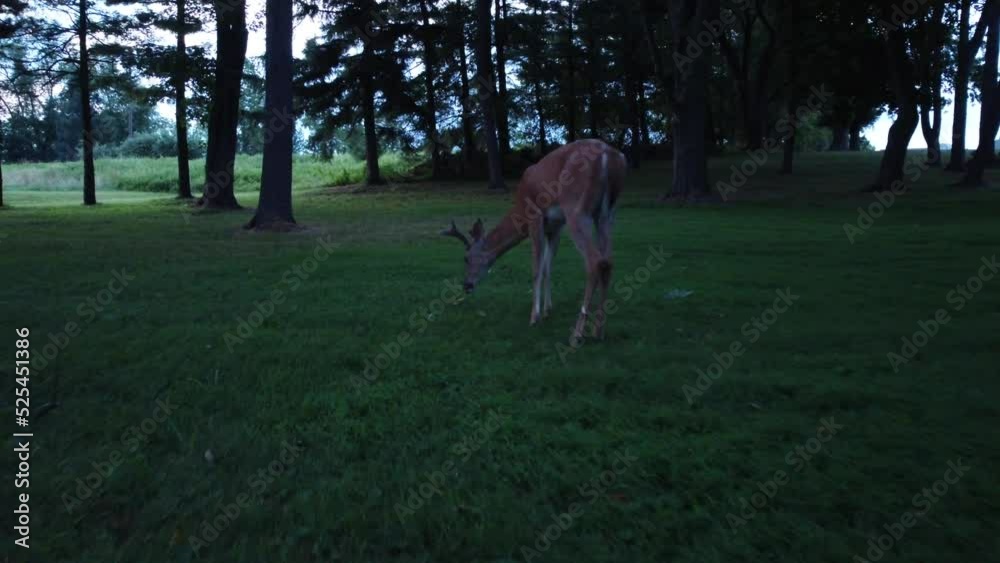 Buck Deer walking in forest area grazing Buck Deer walking in forest area grazing