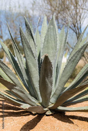 Large aloe vera plant in the desert