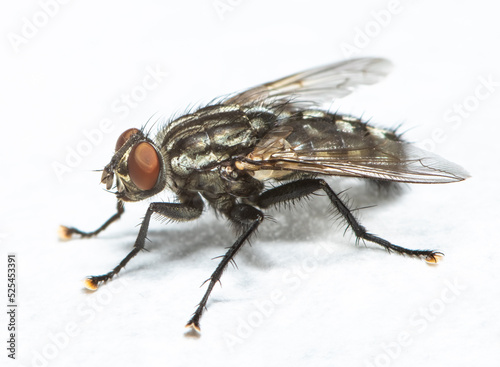 Macro photography of a flesh fly photo