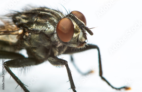 Macro photography of a flesh fly © Rainer Fuhrmann