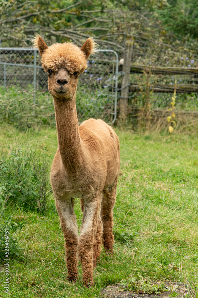 Alpaca Looking Straight at you from a Pasture
