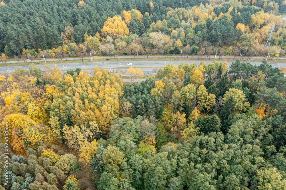 asphalt road with car passing through autumn forest. landscape aerial view.