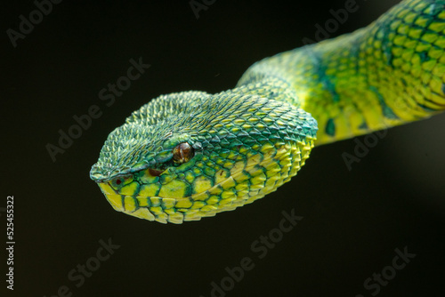 close up of bornean keeled green pit viper snake with black background 
