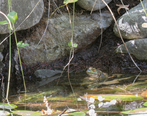 Green pond frog near some rocks