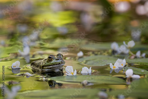 Green pond frogs