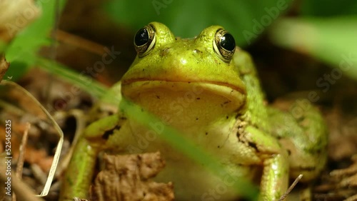 A close up of a bullfrog breathing by convulsing movement  of its throat
 photo