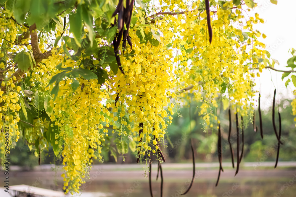 Colorful yellow cassia fistula flower bunch bloom hanging on tree branch,  National flower of Thailand ( Golden shower, Indian laburnum, Pudding-pine  tree, Purging Cassia) Stock Photo