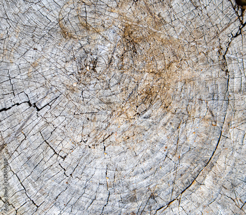 Top view of the texture of an old cracked stump, vintage wooden background, close-up