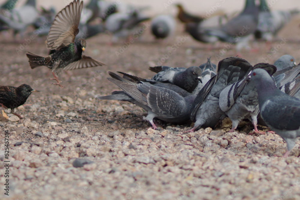 Fototapeta premium Dinner time for the pigeons in Scottsdale, Arizona. 