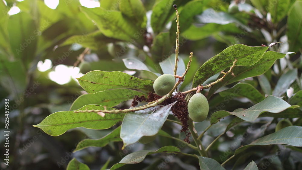Fototapeta premium Mango tree that is bearing small fruit