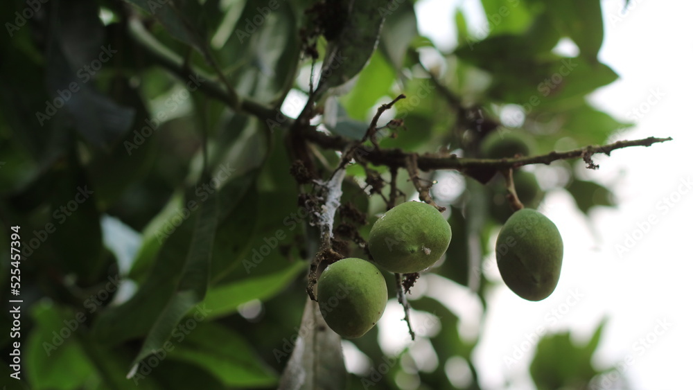 Mango tree that is bearing small fruit