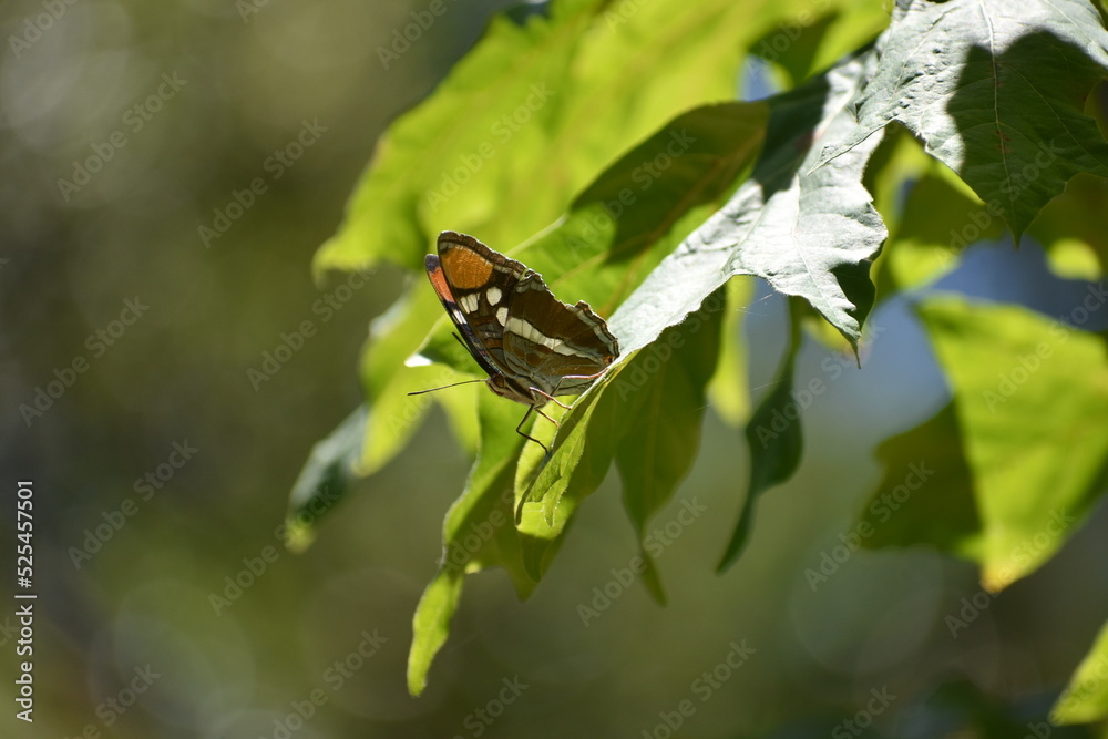butterfly on a flower