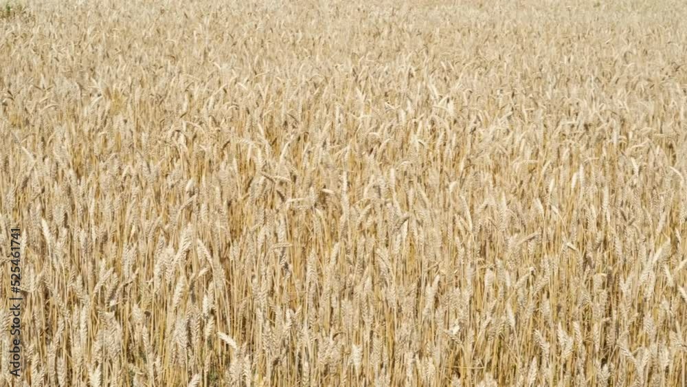 Endless wheat field with Golden ripe ears of wheat. Harvesting, agricultural farm and healthy food concept Endless wheat field with Golden ripe ears of wheat. Harvesting, agricultural farm and healthy food concept