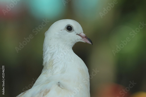 close-up of a dove © ridho