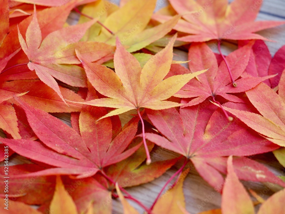 가을 자연 단풍잎 배경 Stock Photo | Adobe Stock