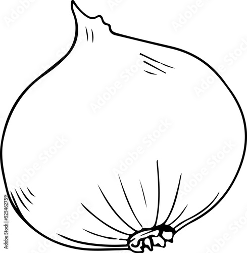 Single onion sketch, black outline on white background
