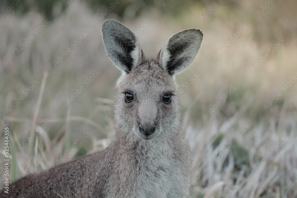 Fototapeta premium Kangaroo