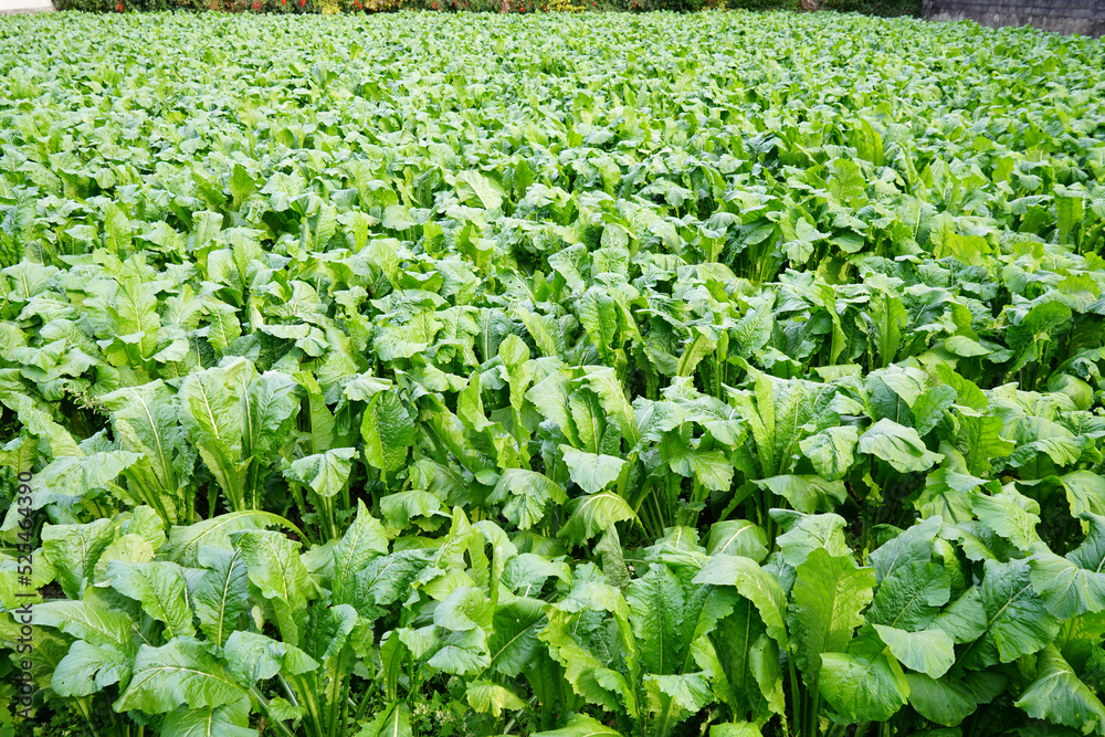 京都上賀茂のすぐき畑