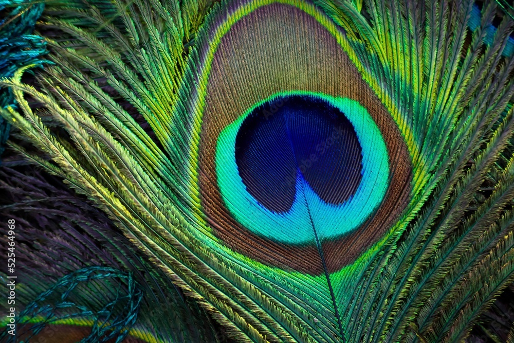 Feather. Feather background. Peafowl feather closeup. Peacock feather