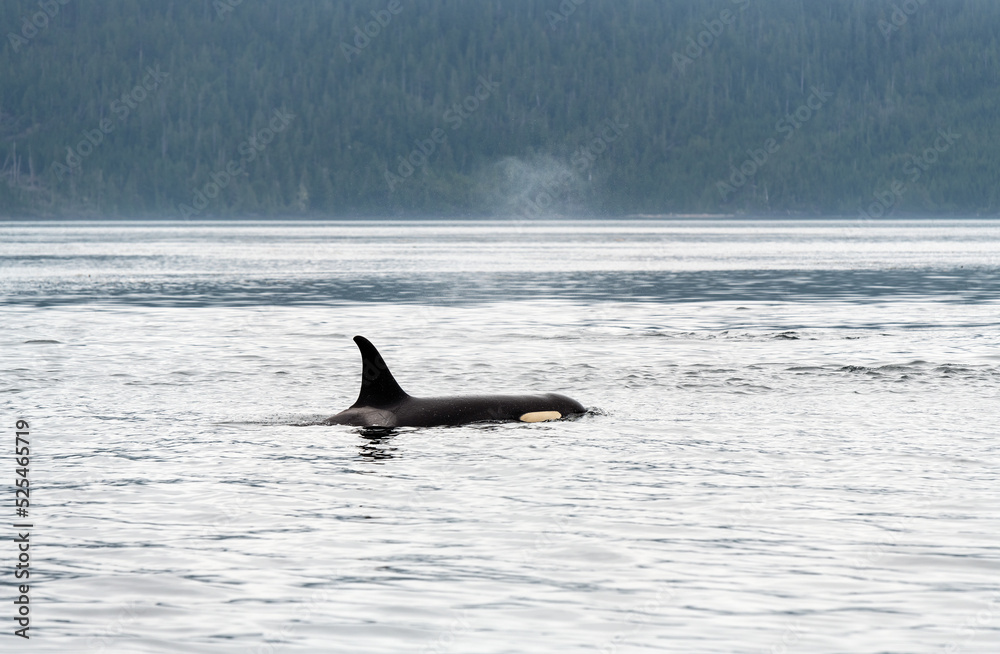 Fototapeta premium Orca or killer whale (Orcinus orca) on whale watching tour, Telegraph Cove, Vancouver Island, British Columbia, Canada.