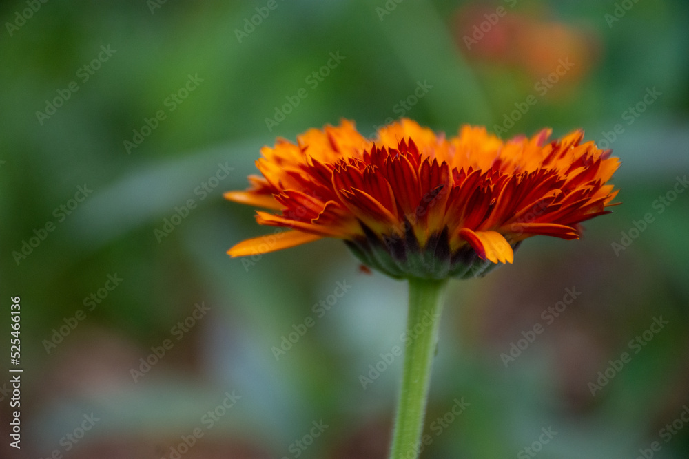 orange Calendula flower in the garden orange Calendula flower in the garden