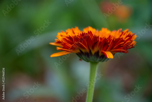 Obraz na płótnie orange Calendula flower in the garden w salonie