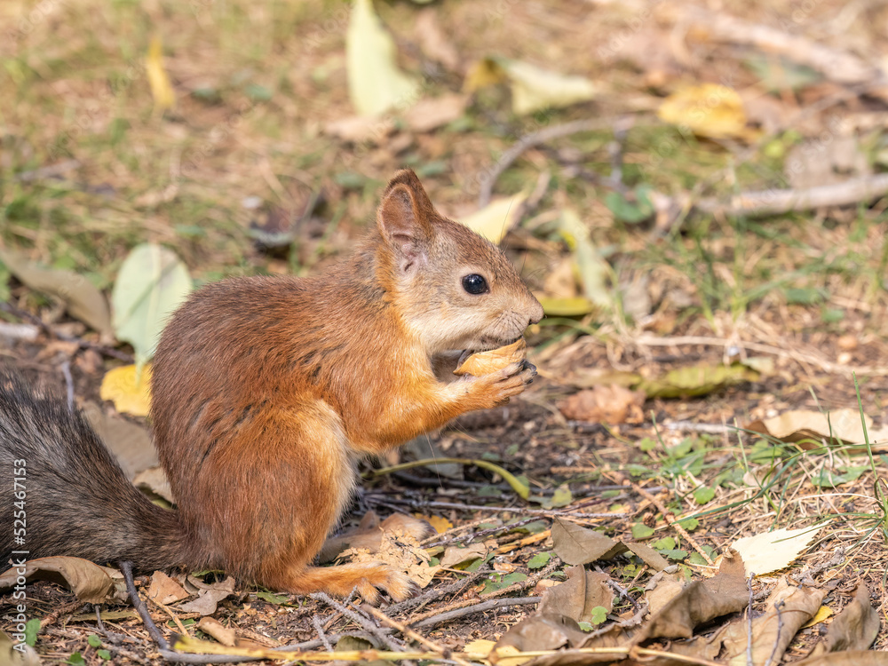 Autumn squirrel with nut sits on green grass with fallen yellow leaves Autumn squirrel with nut sits on green grass with fallen yellow leaves