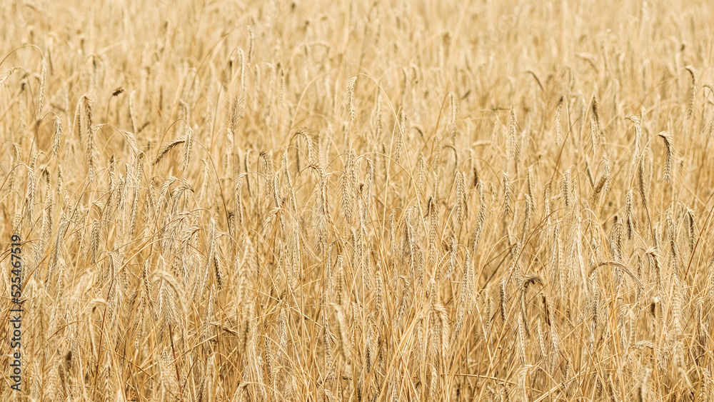 Dry ripe rye spicas of meadow field. Rural scenery, natural background. Agriculture, harvest concept. Dry ripe rye spicas of meadow field. Rural scenery, natural background. Agriculture, harvest concept.
