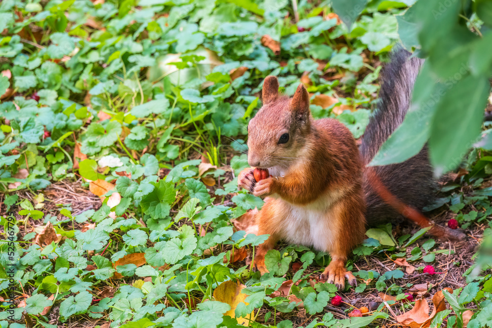 Autumn squirrel with nut sits on green grass with fallen yellow leaves Autumn squirrel with nut sits on green grass with fallen yellow leaves