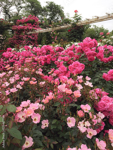flowers in the garden